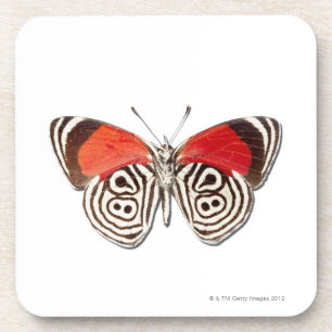 Dessous-de-verre Clymena de Diaethria