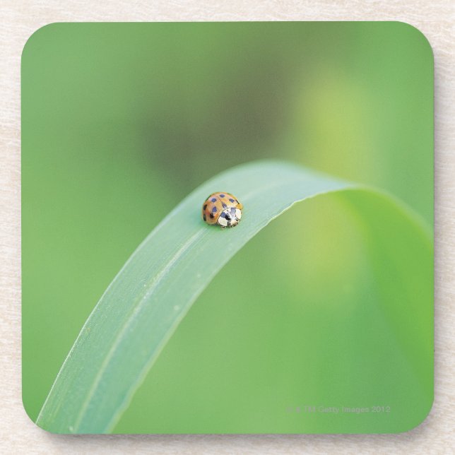 Dessous-de-verre Coccinelle Brown (Devant)