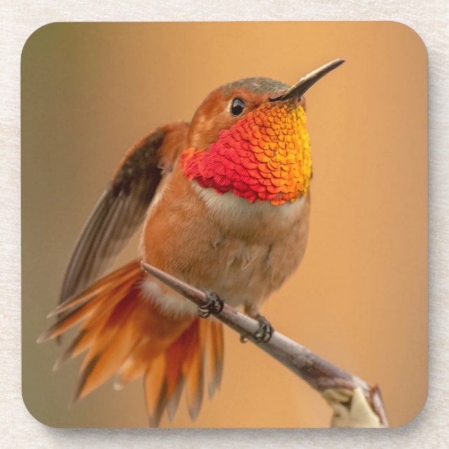 Dessous-de-verre Colibri orange et plumes rouillées (Devant)