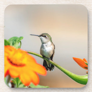 Dessous-de-verre Colibri sur un plante à fleurs