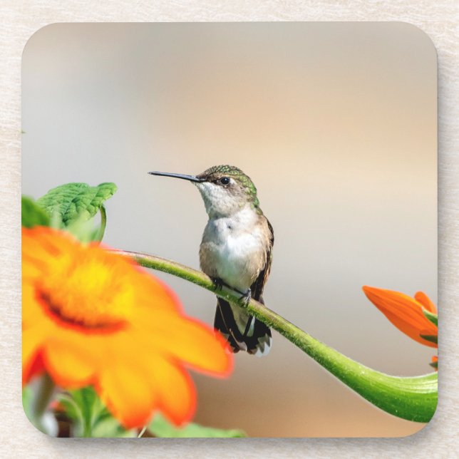 Dessous-de-verre Colibri sur un plante à fleurs (Devant)