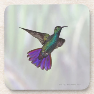 Dessous-de-verre Colibri Vert-breasted Anthracocorax de mangue
