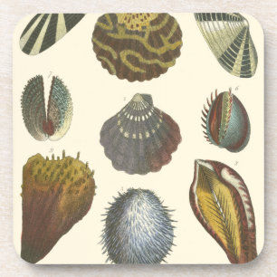Dessous-de-verre Collection de conchyliologie
