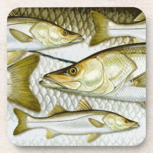 Dessous de verre communs de Snook