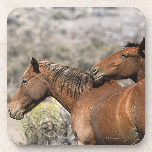 Dessous-de-verre Contact sauvage de chevaux de mustang (Devant)