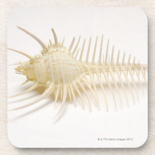 Dessous-de-verre Coquille pointue de Murex