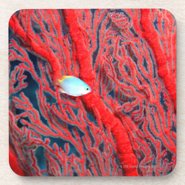 Dessous-de-verre corail (Devant)