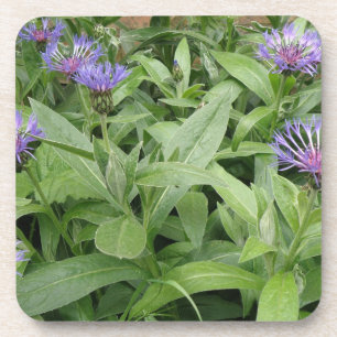 Dessous de verre Cork Cornflowers