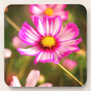 Dessous-de-verre Cosmos rose, Cottage jardin Rosalinde