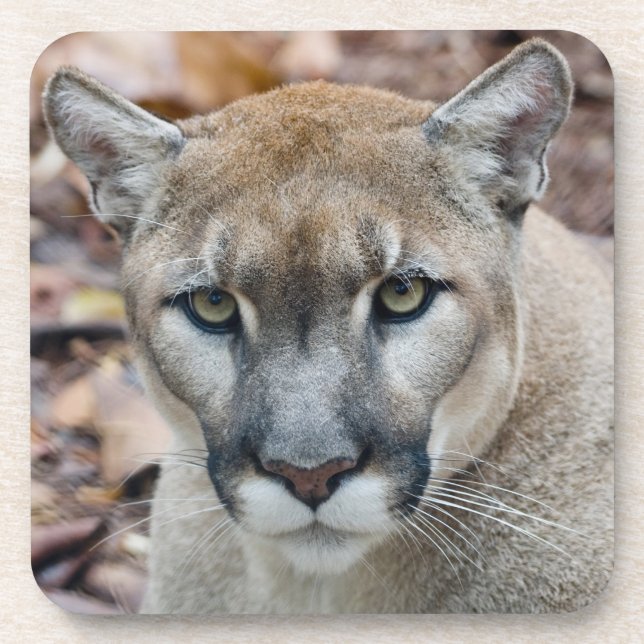 Dessous-de-verre Cougar, lion de montagne, panthère de Floride, Pum (Devant)