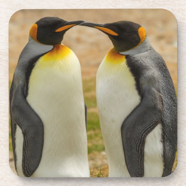 Dessous-de-verre Couple de manchots royaux, Falklands (Devant)