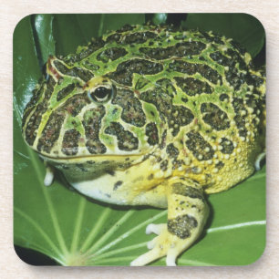 Dessous-de-verre Crapaud Orné, (Ceratophrys ornata),