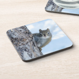 Dessous-de-verre Curious Squirrel, Canadian Animal Photography