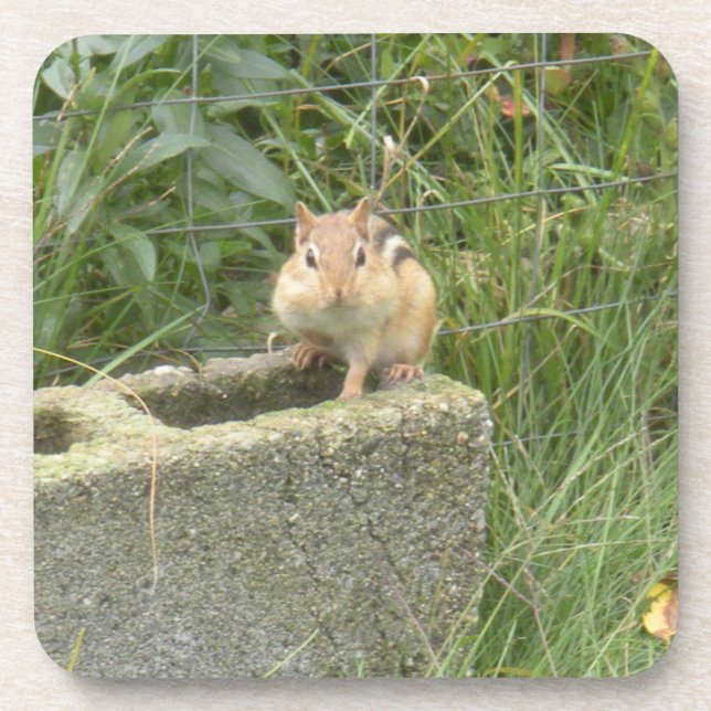 Dessous-de-verre Cute Chipmunk (Devant)