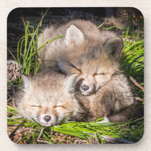 Dessous-de-verre Cutest Baby Animals   Baby Red Fox Kits Sleeping