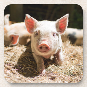 Dessous-de-verre Cutest Baby Animals   Cute Baby Piglet