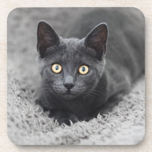 Dessous-de-verre Cutest Baby Animals Grey Cat
