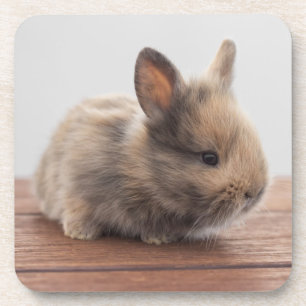 Dessous-de-verre Cutest Baby Animals   Tiny Baby Bunny
