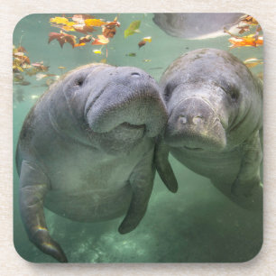 Dessous-de-verre Cutest Baby Animals   Two Manatees