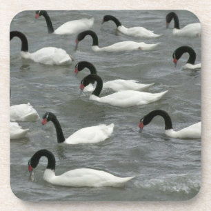 Dessous-de-verre Cygnes à cou noir (Cygnus melancoryphus)