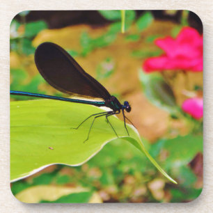 Dessous-de-verre Damselfly et Rose
