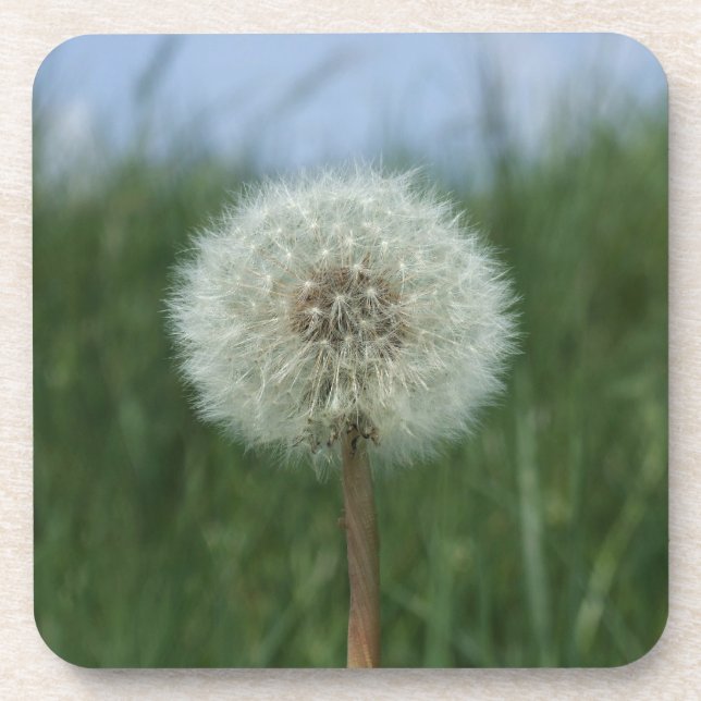 Dessous de verre Dandelion (Devant)