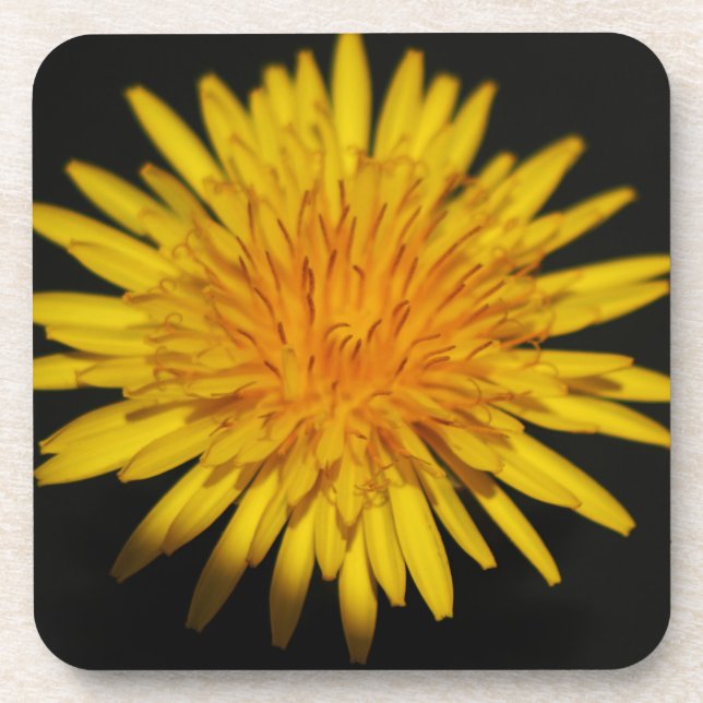 Dessous-de-verre Dandelion Flower coastercnm (Devant)