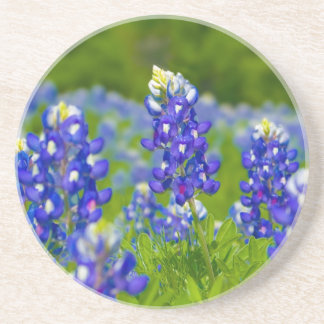 Dessous de verre de Bluebonnet de Texas