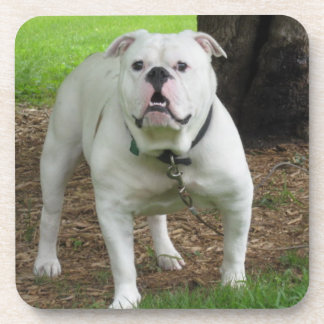 Dessous de verre de Bullodg