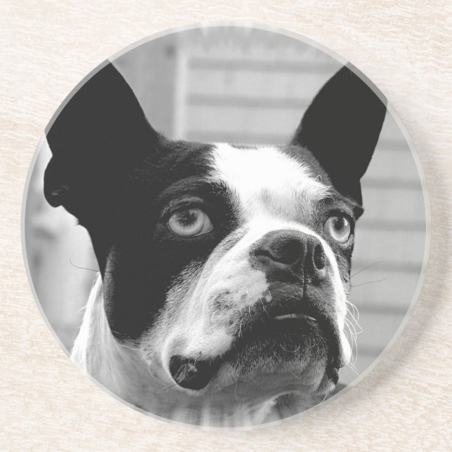 Dessous de verre de chien de Boston Terrier (Devant)
