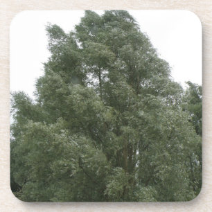 Dessous de verre de Cork des arbres