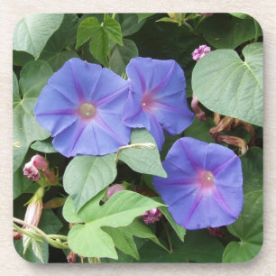 Dessous de verre de fleurs de gloire du matin