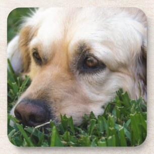 Dessous de verre de golden retriever