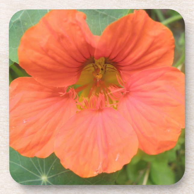 Dessous de verre de liège à fleurs de Nasturtium o (Devant)