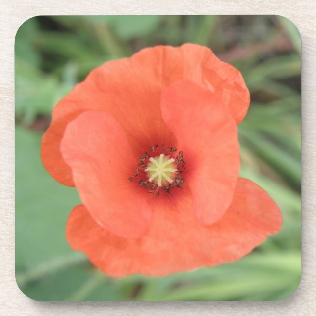 Dessous de verre de liège à fleurs de pavot sauvag (Devant)