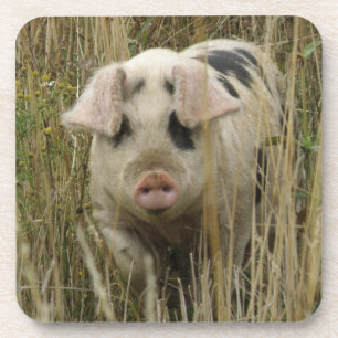 Dessous de verre de liège à porc mignon