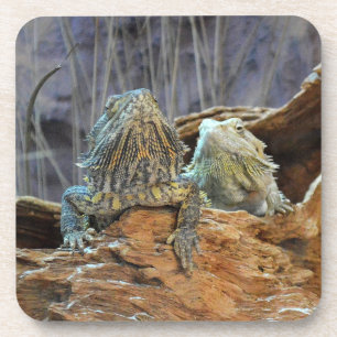 Dessous de verre de liège avec deux lézards curieu
