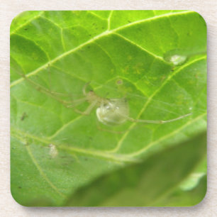 Dessous de verre de Little Spider Cork