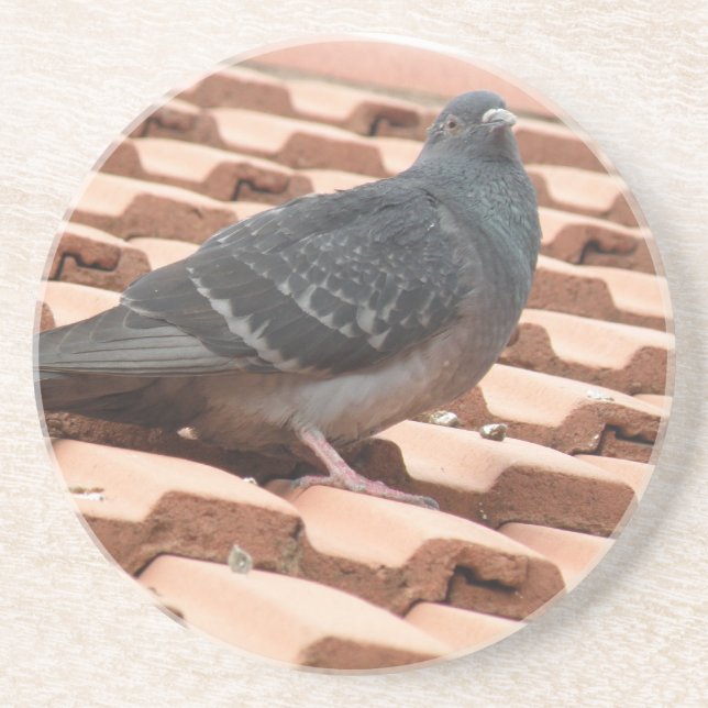 Dessous de verre de pigeon sur le toit (Devant)