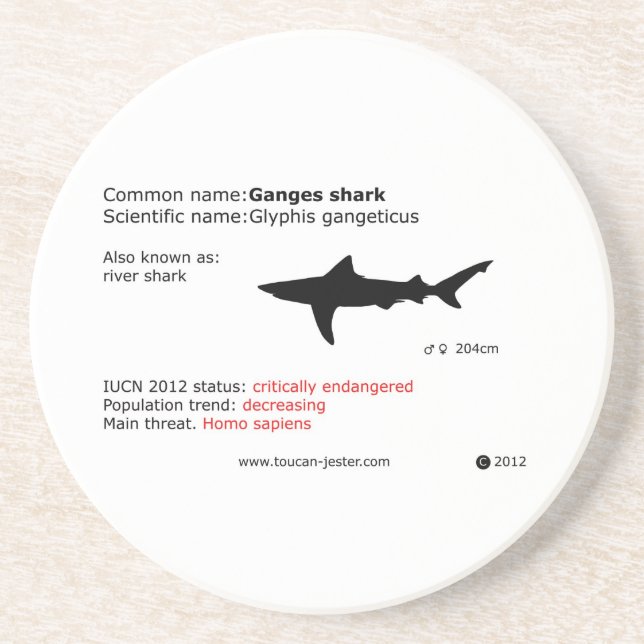 Dessous de verre de requin du Gange (Devant)