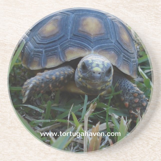 Dessous de verre de tortue de Rouge-Pied (Devant)