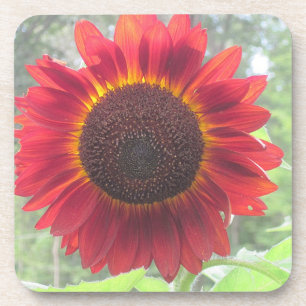 Dessous de verre de tournesol de Wowee !