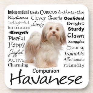 Dessous de verre de traits de Havanese