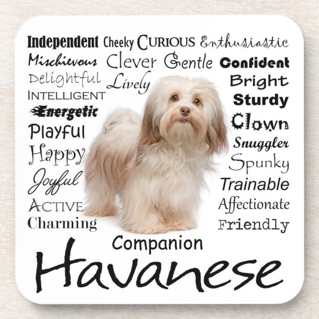 Dessous de verre de traits de Havanese (Devant)