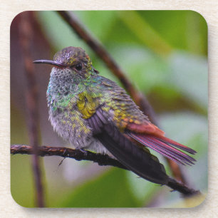 Dessous de verre des colibris Photographie origina