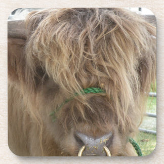 Dessous de verre des taureaux des Highlands