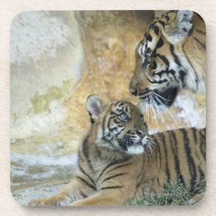 Dessous-de-verre Détente de tigres de Bengale