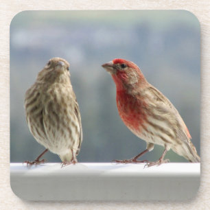 Dessous-de-verre Deux Finches Flirtent.
