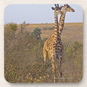 Dessous-de-verre Deux girafes (camelopardalis de Giraffa), masais