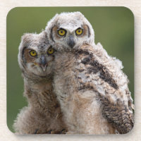 Deux grands hiboux à cornes de bébé